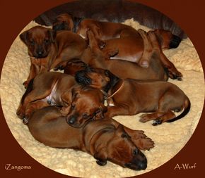 The iZangoma A-Litter turns 2 years today