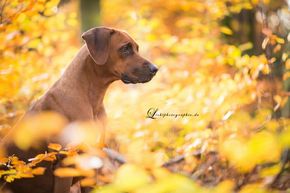 Herbstshooting mit Lichtphotographie
