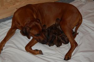 Gaias puppies are born