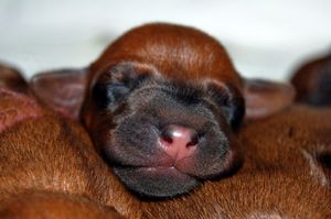 New photos from three days fresh puppies